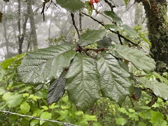 Quercus crassifolia