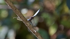 Orthetrum azureum