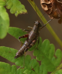 Booneacris glacialis