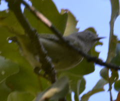 Leiothlypis celata