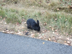 Oryctolagus cuniculus domesticus