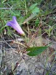 Ipomoea dumetorum