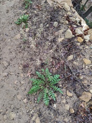 Lepidium montanum