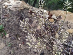 Lepidium montanum