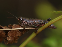 Booneacris glacialis