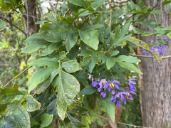 Solanum seaforthianum