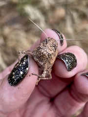 Leprus