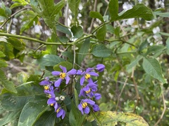 Solanum seaforthianum