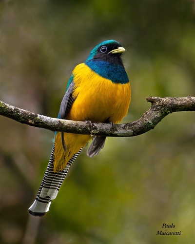 Atlantic Black-throated Trogon (Trogon chrysochloros), photo 6