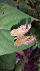 Perophthalma tullius