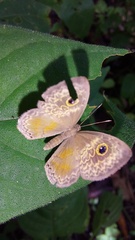 Perophthalma tullius