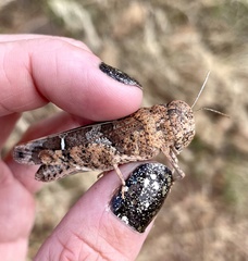 Leprus
