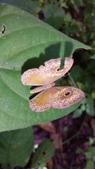 Perophthalma tullius