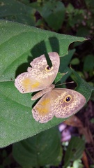 Perophthalma tullius