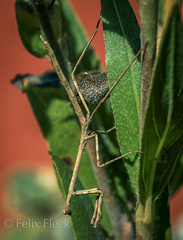 Austrovates variegata