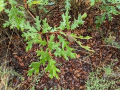Quercus gambelii