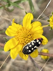 Acmaeodera disjuncta