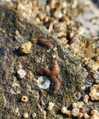 Polycladida