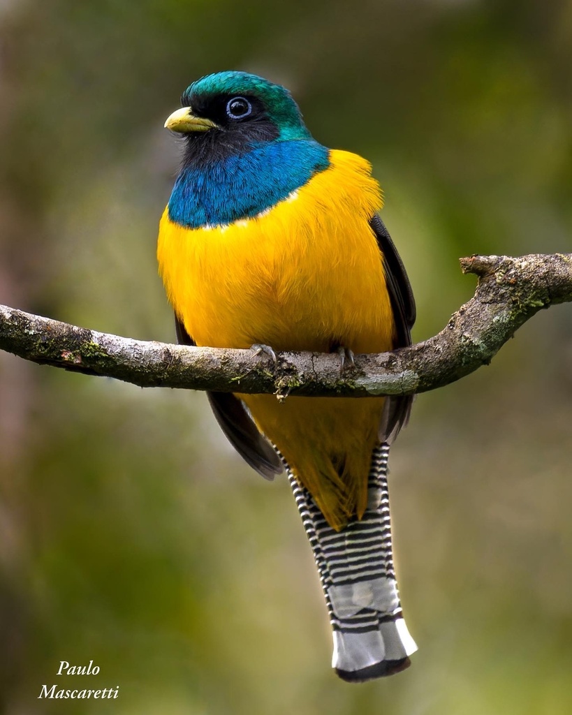 Atlantic Black-throated Trogon (Trogon chrysochloros) photo
