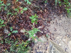 Cirsium arizonicum bipinnatum