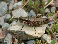 Booneacris glacialis