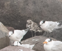 Pluvialis squatarola