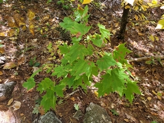 Acer saccharum