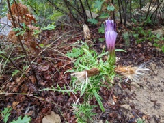 Cirsium arizonicum bipinnatum