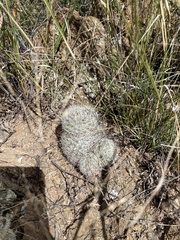 Mammillaria grahamii