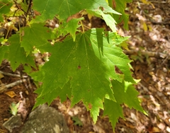 Acer saccharum