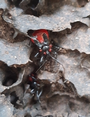 Micrauchenus lineola