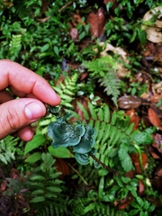 Cora glabrata
