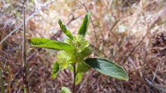 Acalypha gracilens