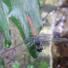 Agrionoptera insignis
