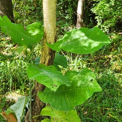Magnolia macrophylla