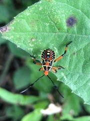 Pachylis nervosus