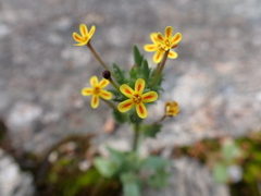 Zaluzianskya divaricata