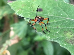 Pachylis nervosus