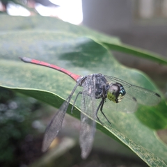 Agrionoptera insignis