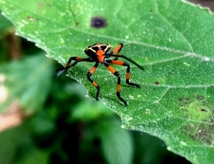 Pachylis nervosus