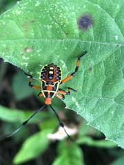 Pachylis nervosus