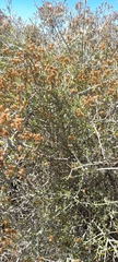 Cyclolepis genistoides