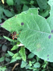 Pachylis nervosus