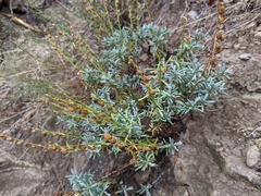 Penstemon linarioides