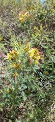 Erythrostemon gilliesii