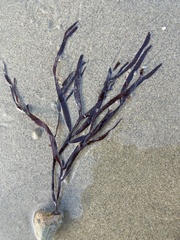 Prionitis lanceolata