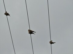 Streptopelia decaocto