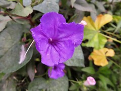 Ruellia simplex