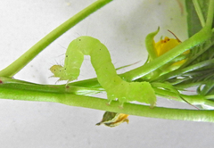 Chrysodeixis chalcites