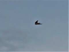Hirundo rustica
